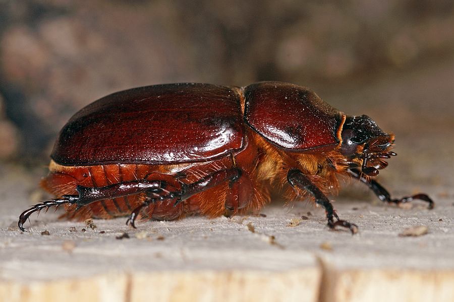 Oryctes nasicornis / Nashornkäfer / Blatthornkäfer - Scarabaeidae - Dynastinae - "Riesenkäfer"