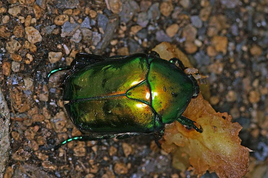 Protaetia speciosissima / Großer Rosenkäfer / Blatthornkäfer - Scarabaeidae - Cetoniinae