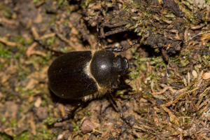 Amphimallon atrum / Dunkler Junikfer / Blatthornkfer - Scarabaeidae - Melolonthinae