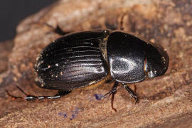 Aphodius depressus / "Dungkfer" / Blatthornkfer - Scarabaeidae