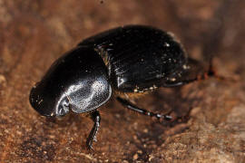 Aphodius depressus / "Dungkfer" / Blatthornkfer - Scarabaeidae