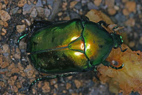 Protaetia speciosissima / Großer Rosenkäfer / Blatthornkäfer - Scarabaeidae - Cetoniinae