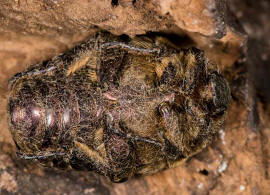 Protaetia cuprea / Kupfer-Rosenkfer / Blatthornkfer - Scarabaeidae - Cetoniinae