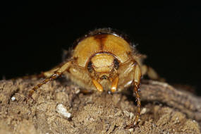 Rhizotrogus aestivus / Gelbbrauner Brachkäfer / Blatthornkäfer - Scarabaeidae - Melolonthinae