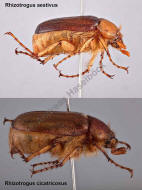 Vergleich Rhizotrogus aestivus / Rhizotrogus cicatricosus / Blatthornkäfer - Scarabaeidae - Melolonthinae