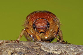 Rhizotrogus cicatricosus / Ohne deutschen Namen / Blatthornkäfer - Scarabaeidae - Melolonthinae