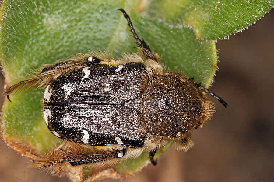 Tropinota hirta / Zottiger Rosenkäfer / Blatthornkäfer - Scarabaeidae - Cetoniinae