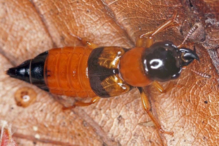 Oxyporus rufus / Roter Bunträuber / Kurzflügler - Staphylinidae - Oxyporinae