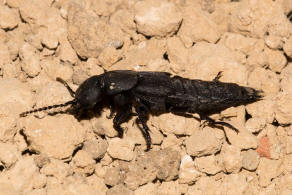 Ocypus olens / Schwarzer Moderkäfer / Kurzflügler - Staphylinidae - Staphylininae