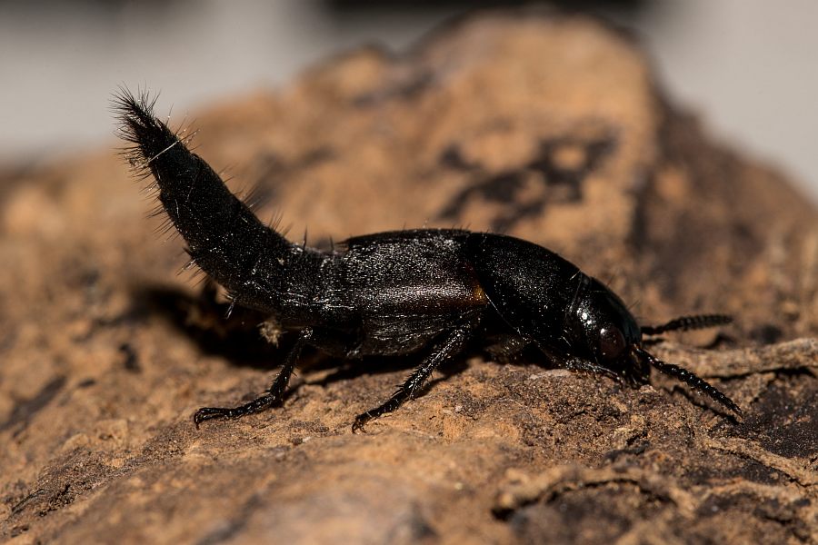 Velleius dilatatus / Hornissenkäfer / Kurzflügler - Staphylinidae - Staphylininae