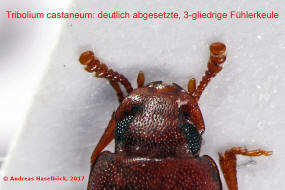 Tribolium castaneum / Rotbrauner Reismehlkäfer / Schwarzkäfer - Tenebrionidae