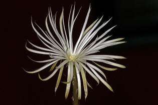 Setiechinopsis mirabilis / Blume der Anbetung
