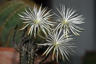 Setiechinopsis mirabilis / Blume der Anbetung