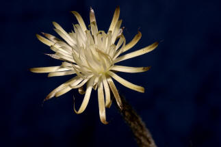 Setichinopsis mirabilis / Blume der Anbetung (Für eine Großansicht einfach Anklicken)