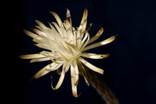 Setichinopsis mirabilis / Blume der Anbetung (Für eine Großansicht einfach Anklicken)