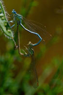 Platycnemis pennipes / Blaue Federlibelle / Federlibellen - Platycnemidae / Unterordnung: Kleinlibellen - Zygoptera
