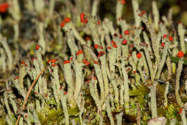 Cladonia macilenta / Rotfrüchtige Säulenflechte / Cladoniaceae / Lichen