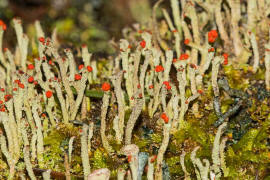 Cladonia macilenta / Rotfrüchtige Säulenflechte / Cladoniaceae / Lichen