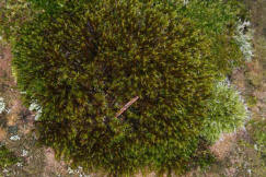 Schistidium apocarpum / Verstecktkapseliges Spalthütchen / Grimmiaceae / Bryophyta - Laubmoose