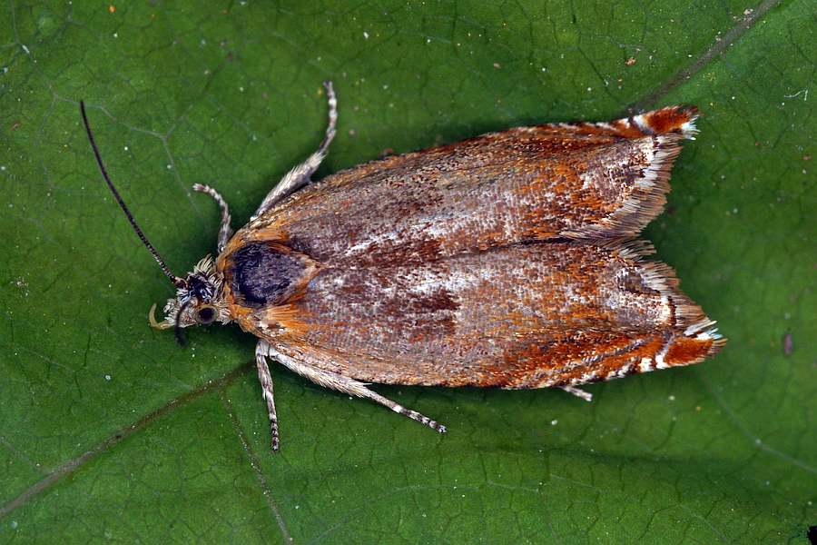 Ancylis mitterbacheriana / Ohne deutschen Namen / Nachtfalter - Wickler - Tortricidae - Olethreutinae - Enarmoniini