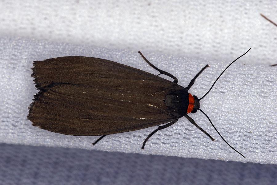 Atolmis rubricollis / Rotkragen-Flechtenbärchen / Nachtfalter - Eulenfalter - Erebidae - Bärenspinner - Arctiinae - Lithosiini