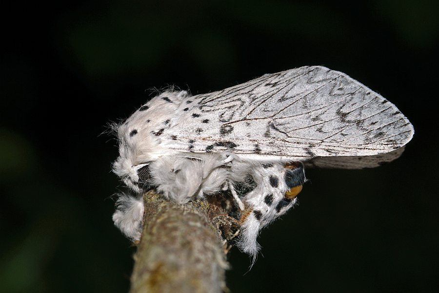 Cerura erminea / Hermelinspinner / Weißer Gabelschwanz / Nachtfalter - Zahnspinner - Notodontidae - Notodontinae