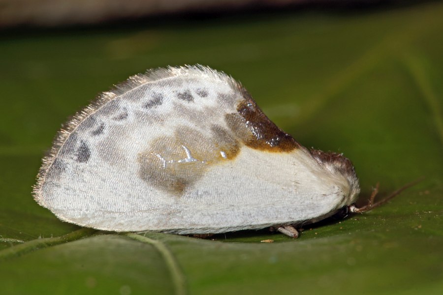 Cilix glaucata / Weißer Sichelflügler / Silberspinnerchen / Nachtfalter - Sichelflügler - Drepanidae - Drepaninae