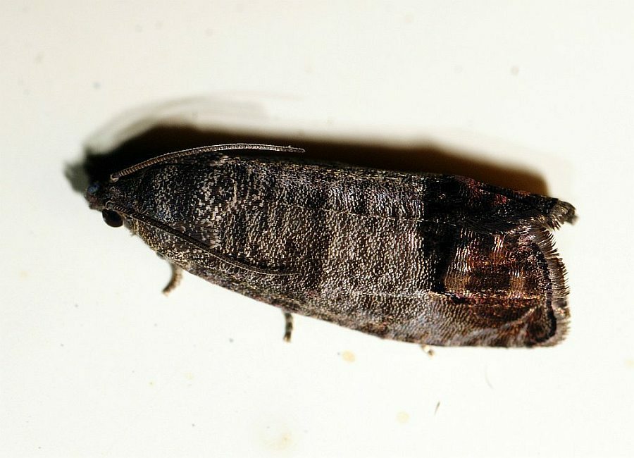 Cydia pomonella / Apfel-Wickler / Nachtfalter -  Wickler - Tortricidae - Grapholitini