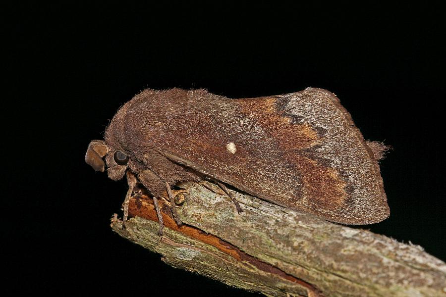 Dendrolimus pini / Kiefernspinner / Nachtfalter - Glucken - Lasiocampidae - Lasiocampinae