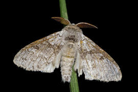 Calliteara pudibunda / Buchen-Streckfuß / Nachtfalter - Eulenfalter - Noctuidae / Unterfamilie: Trägspinner - Lymantriinae
