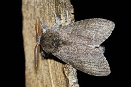 Calliteara pudibunda / Buchen-Streckfuß / Nachtfalter - Eulenfalter - Noctuidae / Unterfamilie: Trägspinner - Lymantriinae