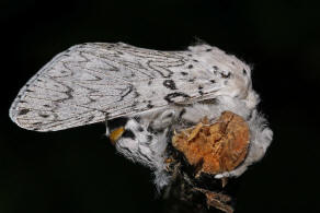 Cerura erminea / Hermelinspinner / Weißer Gabelschwanz / Nachtfalter - Zahnspinner - Notodontidae - Notodontinae