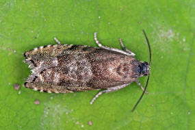 Cydia strobilella / Fichtensamen-Wickler / Nachtfalter - Wickler - Tortricidae - Olethreutinae - Grapholitini
