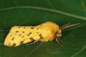 Diacrisia purpurata / Purpurbär (= Rhyparia purpurata) / Nachtalter - Eulenfalter - Erebidae - Arctiinae - Bärenspinner