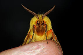 Diacrisia purpurata / Purpurbär (= Rhyparia purpurata) / Nachtalter - Eulenfalter - Erebidae - Arctiinae - Bärenspinner