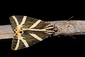 Euplagia quadripunctaria / Russischer Br / Spanische Flagge / Nachtfalter - Eulenfalter - Erebidae - Brenspinner - Arctiinae - Arctiini