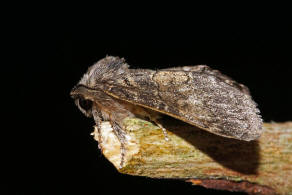 Gluphisia crenata / Pappelauen-Zahnspinner / Nachtfalter - Zahnspinner - Notodontidae - Notodontinae
