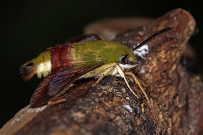 Hemaris fuciformis / Hummelschwärmer / Nachtfalter - Schwärmer - Sphingidae - Macroglossinae