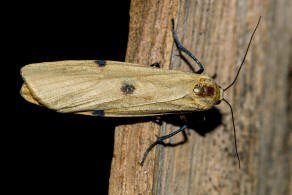 Lithosia quadra / Vierpunkt-Flechtenbärchen / Nachtfalter - Eulenfalter - Erebidae - Bärenspinner - Arctiinae - Lithosiini