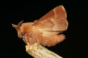 Malacosoma neustria / Ringelspinner / Nachtfalter - Glucken - Lasiocampidae - Lasiocampinae