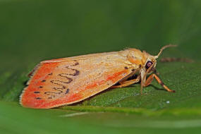 Miltochrista miniata / Rosen-Flechtenbärchen / Nachtfalter - Bärenspinner - Arctiidae - Arctiinae