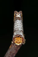 Phalera bucephala / Mondvogel / Nachtfalter - Zahnspinner - Notodontidae - Phalerinae