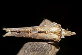 Pterostoma palpina / Palpen-Zahnspinner / Nachtfalter - Zahnspinner - Notodontidae -  Notodontinae