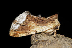 Ptilodon cucullina / Ahorn-Zahnspinner / Nachtfalter - Zahnspinner - Notodontidae -  Notodontinae