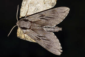 Sphinx pinastri (syn. Hyloicus pinastri) / Kiefernschwärmer / Nachtfalter - Schwärmer - Sphingidae - Sphinginae