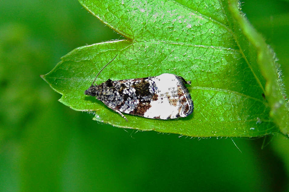 Hedya nubiferana / Grauer Knospenwickler / Nachtfalter - Wickler - Tortricidae - Olethreutinae