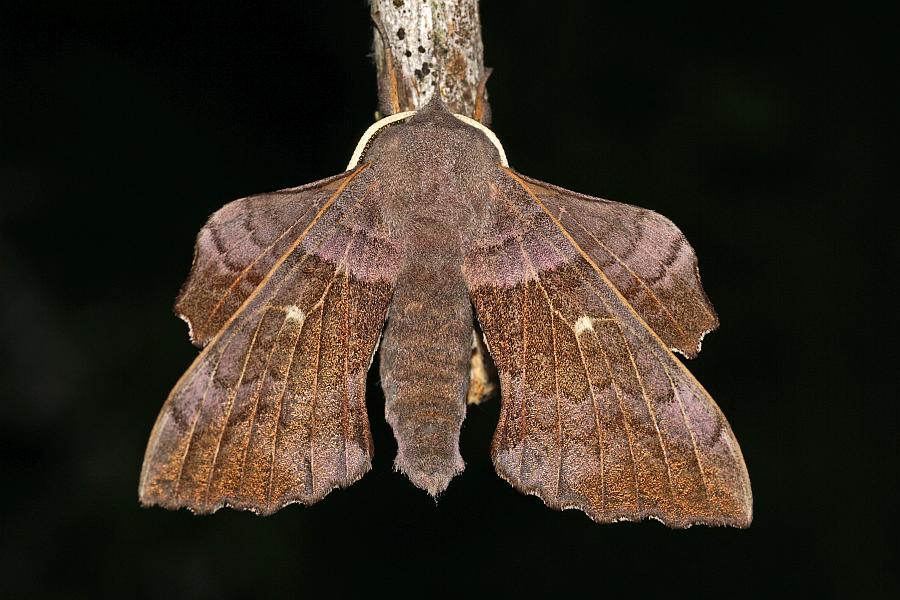 Laothoe populi / Pappel-Schwärmer / Nachtfalter - Schwärmer - Sphingidae - Smerinthinae