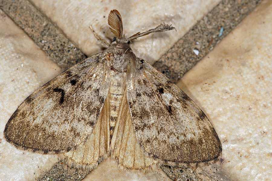 Lymantria dispar / Schwammspinner / Nachtfalter - Eulenfalter - Noctuidae / Unterfamilie: Trägspinner - Lymantriinae