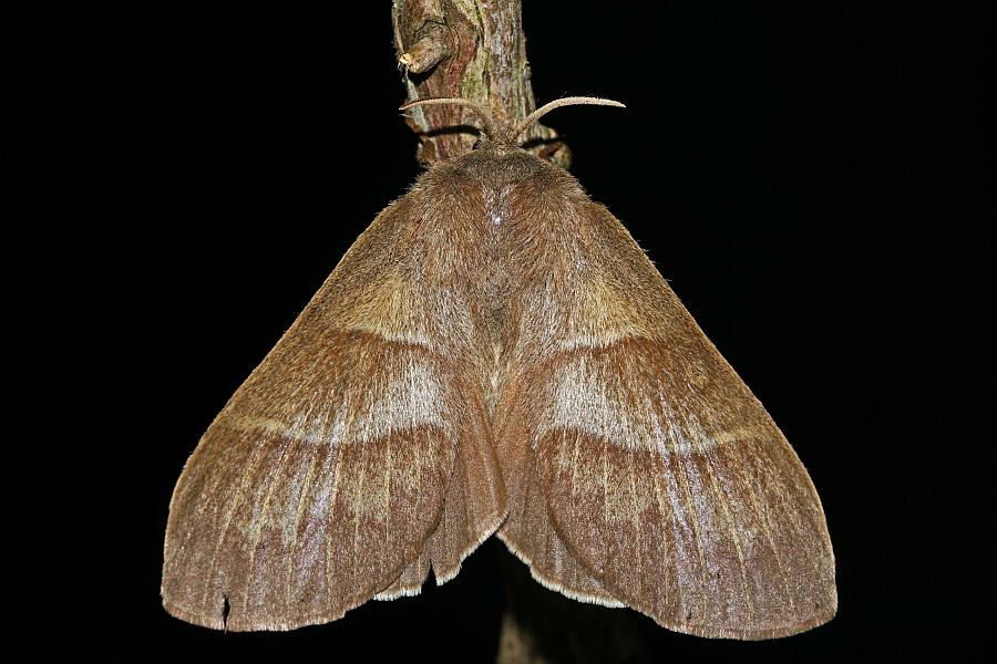 Macrothylacia rubi / Brombeerspinner / Nachtfalter - Glucken - Lasiocampidae - Lasiocampinae
