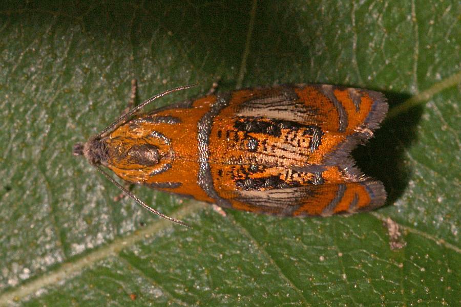 Olethreutes arcuella / Prachtwickler / Nachtfalter - Wickler - Tortricidae - Olethreutinae